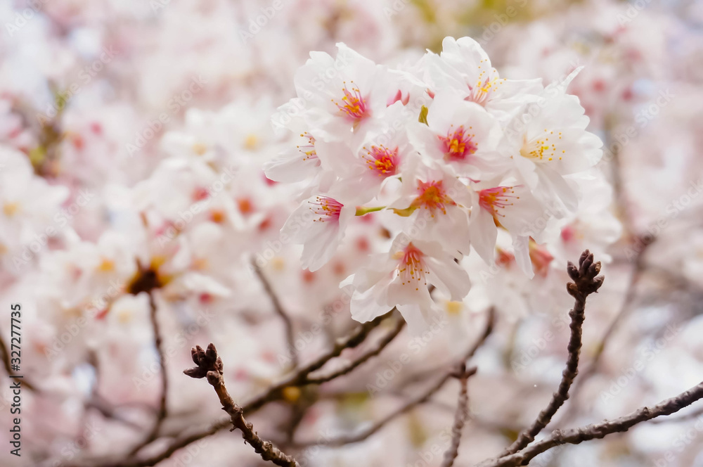 Pink Cherry blossom or sakura flower in spring season at Japan. Hanami festival in the park. Pink Cherry blossom or sakura flower in spring season at Japan. Hanami festival in the park.