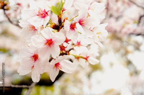Cherry blossom : sakura flower  in spring season at Japan. Hanami festival.