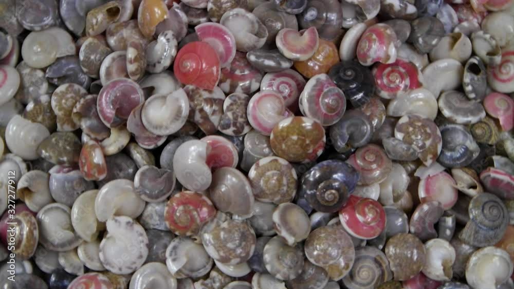 Tropical colorful snail seashells Tropical colorful snail seashells