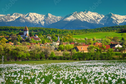 Hosman village with daffodils field and snowy mountains, Transylvania, Romania photo