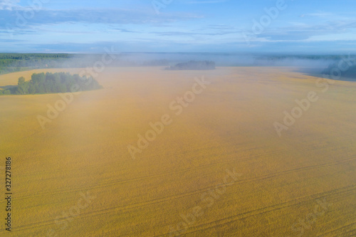 Wheat field in the morning July fog  aerial photography . Yaroslavl region  Russia