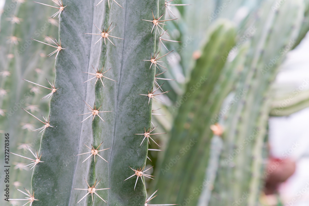 Big green cactus in a desert. Giant Saguaro cactus Big green cactus in a desert. Giant Saguaro cactus