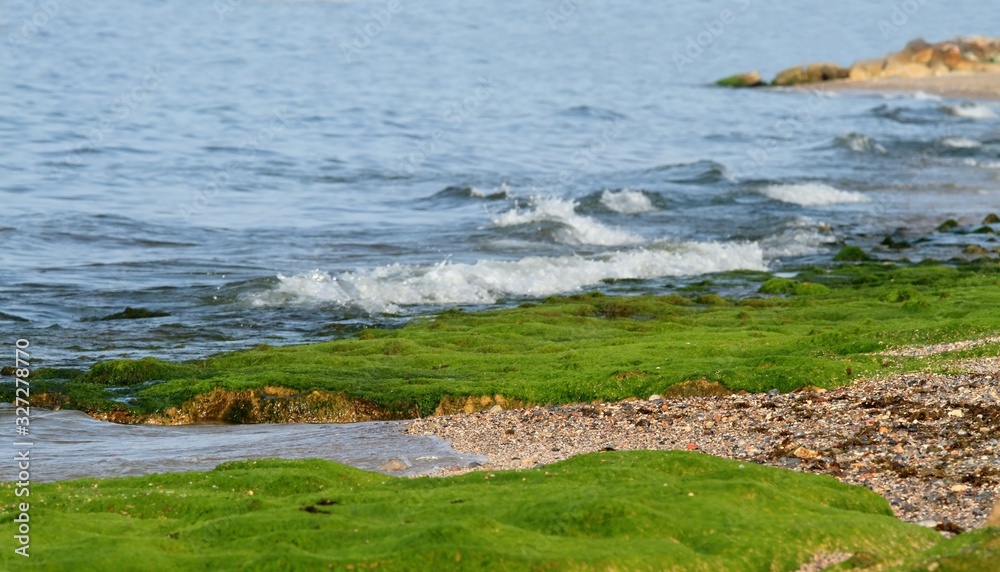 Green marine alga on the rock. Colorful view on the seaweed rocky shore at low tide