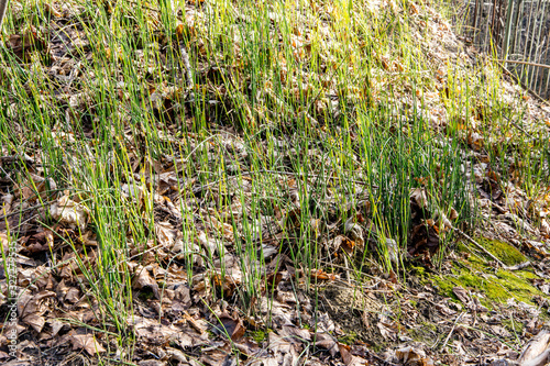 Equisetum hyemale, commonly known as rough horsetail, scouring rush. photo