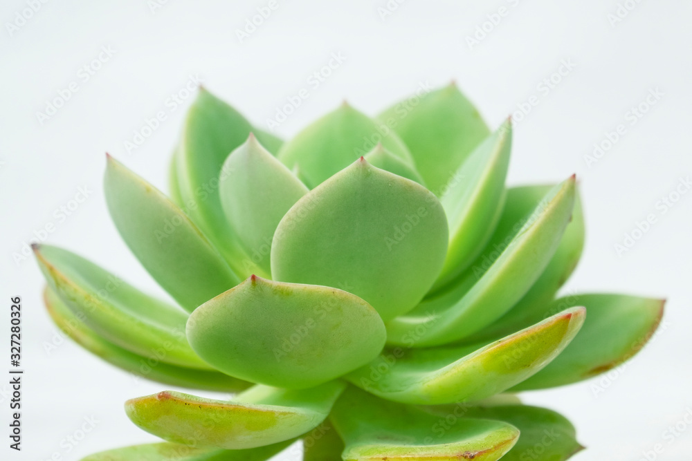 Selective focus of echeveria hakouho , pastel green hybrid succulent plant white background