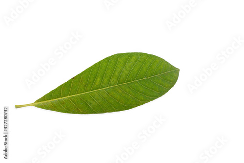 leaves on a white background clipping path 
