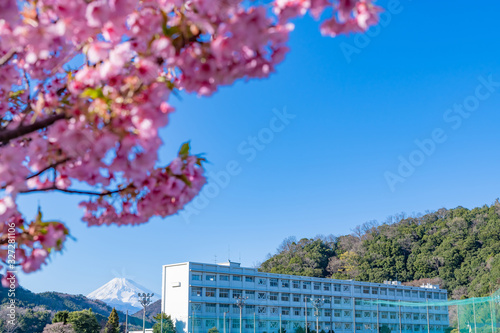 河津桜と校舎　春イメージ