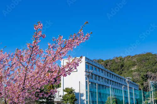 河津桜と校舎 © あんみつ姫