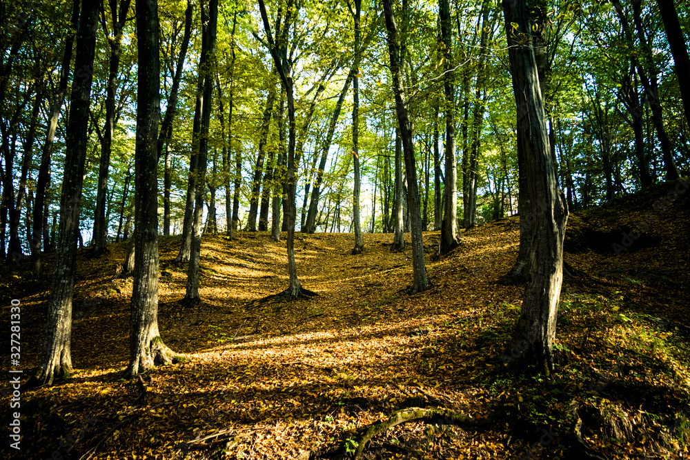 Nice view of an autumn forest with dead leaves on the ground and sun shining through the trees Nice view of an autumn forest with dead leaves on the ground and sun shining through the trees