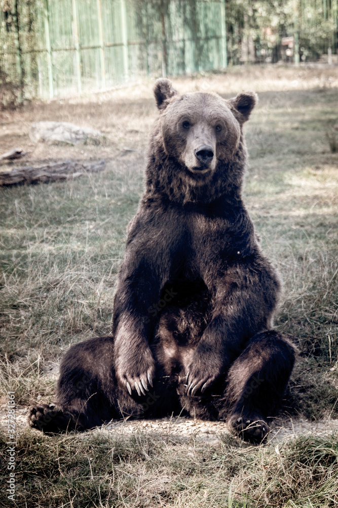 Fototapeta premium Brown bear sitting and looking upset