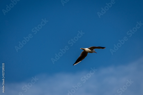 Nice view of a seagull flying against the clear sky