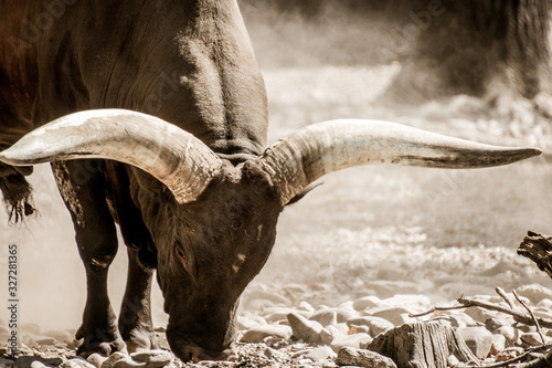 Closeup view of an ankole long horned bull
