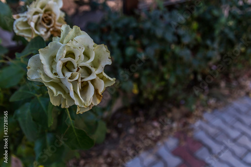 Closeup of a withered white rose