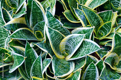 Background from plants with variegated leaves photo