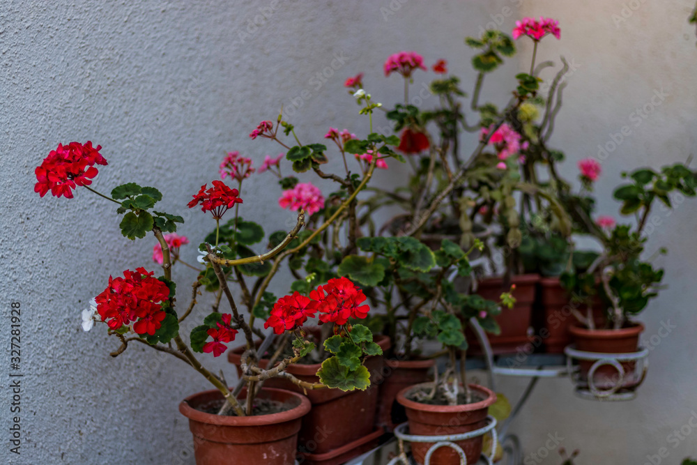 Flower pots with red white and pink flowers