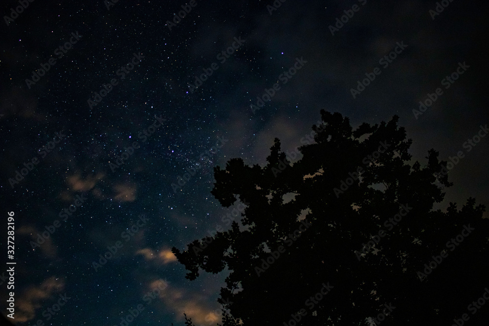 Starry night sky over a tree