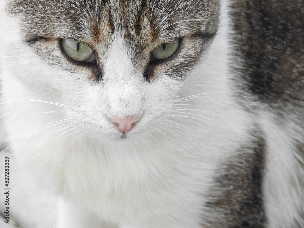 Closeup of an eye staring cat