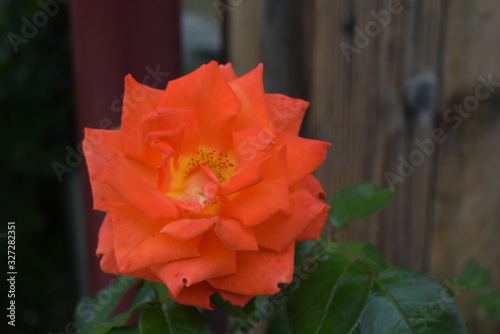 Nice closeup of an orange rose