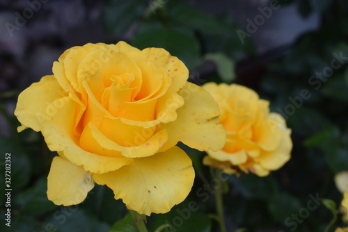 Nice closeup of blossomed yellow rose