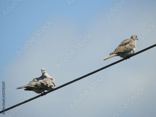 Doves sitting on a powerline