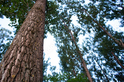 Tree close up in the park with a view on the sky