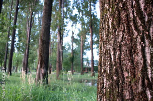 Tree close up in the park