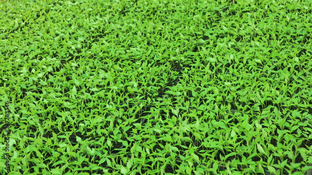 Vegetable seedlings 3 weeks old Vegetable seedlings 3 weeks old