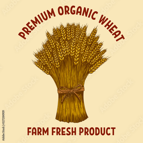 Premium organic wheat. Illustration of sheaf of wheat in engraving style. Design element for poster, card, banner, emblem. Vector illustration