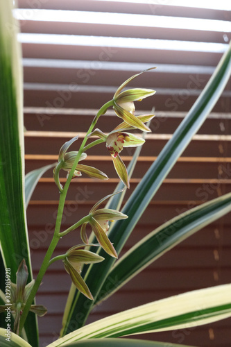 Wallpaper Mural Cymbidium goeringii flowers against office window background. Torontodigital.ca