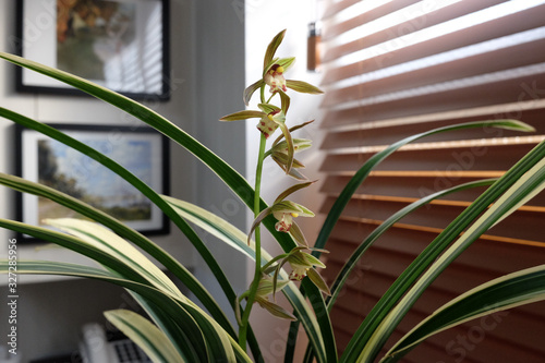Wallpaper Mural Cymbidium goeringii flowers against office window background. Torontodigital.ca