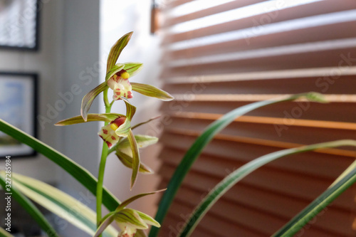 Wallpaper Mural Cymbidium goeringii flowers against office window background. Torontodigital.ca