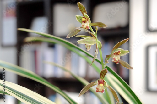 Wallpaper Mural Cymbidium goeringii flowers against office window background. Torontodigital.ca