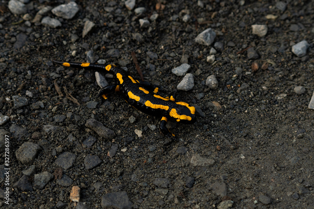 rare fire salamander on the ground