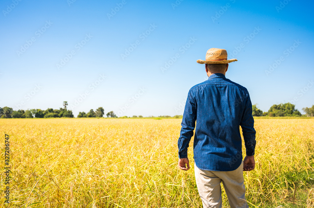 A young farmer turned around and looked at his rice field. Concept of agricultural business.