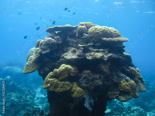 A giant coral in the sea of Sabah, Malaysia