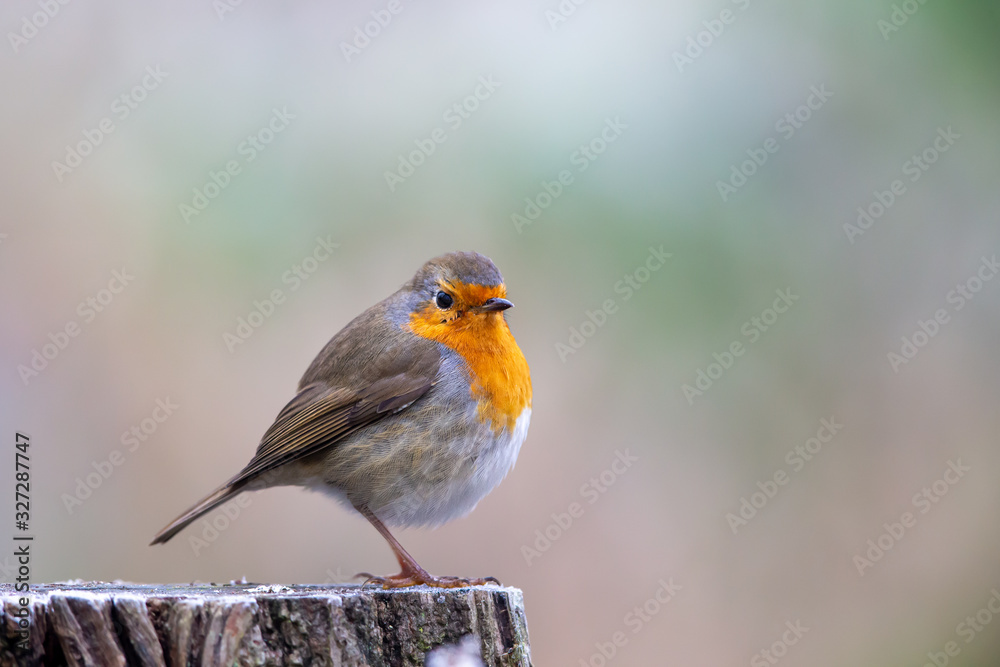 European Robin (Erithacus rubecula) European Robin (Erithacus rubecula)