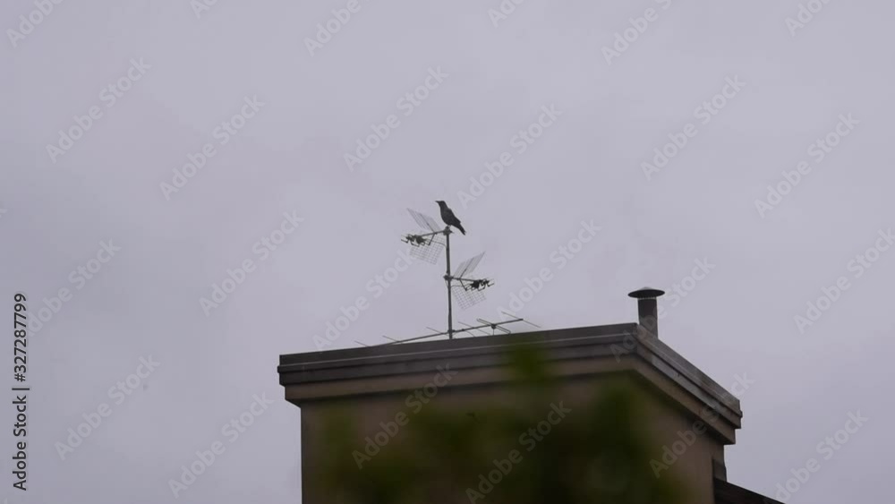 crow on the roof top and aerial antenna crow on the roof top and aerial antenna