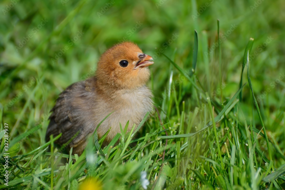 Little chicken on the green grass in summer