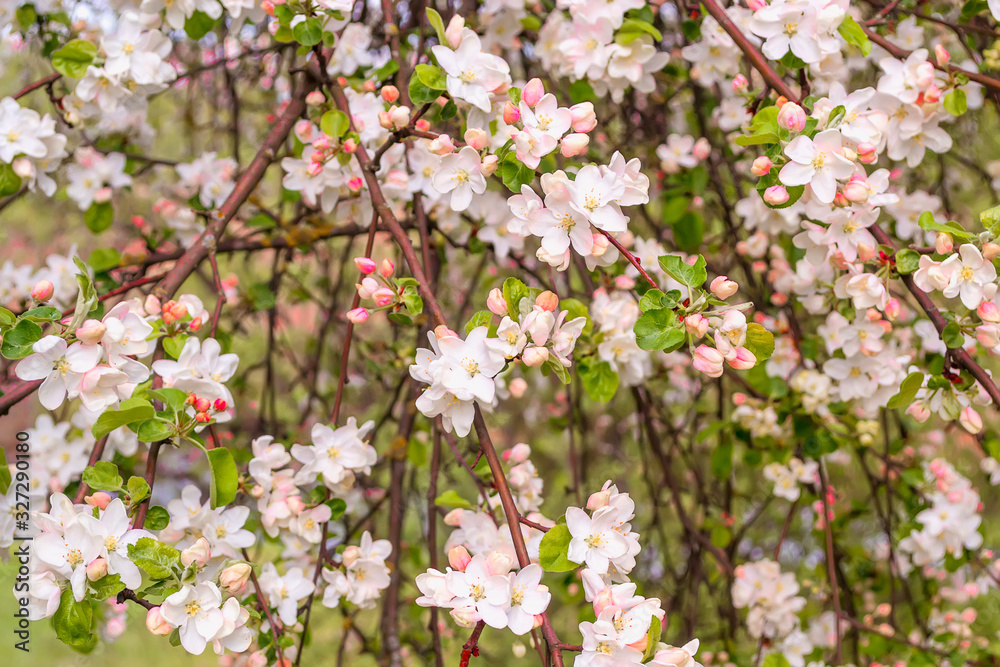 Many flowering apple trees in the spring in the garden. Flowering time of fruit trees Many flowering apple trees in the spring in the garden. Flowering time of fruit trees
