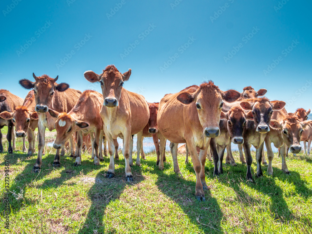 Group of cute South African cows grazing in a row Group of cute South African cows grazing in a row