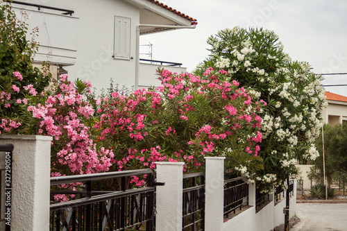 Εκτύπωση καμβά Flowering oleander