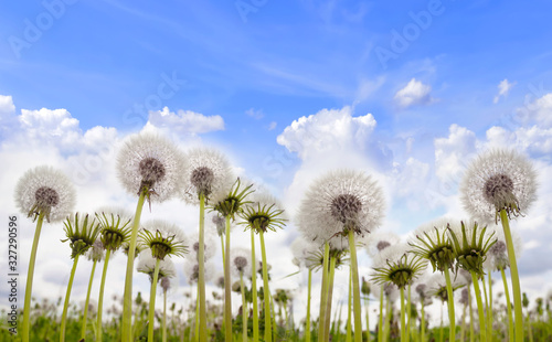 Dandelion field - dandelion seeds. White dandelions on blue sky background  wide view. Beautiful balls of white dandelions in the meadow  bottom view. Elegant image nature in spring. Copy space.