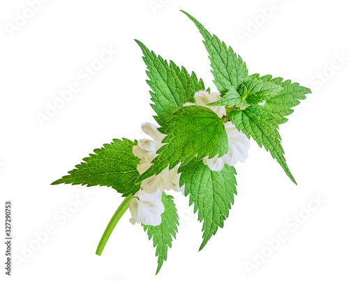 Nettle isolated on a white background. Save work path. Juicy nettle blooms beautifully. Lamium album, commonly called white nettle or white dead-nettle, deadnettle Isolated.