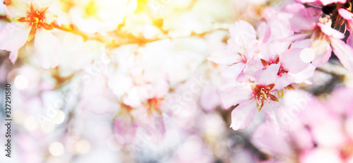 Almond blossoms over blurred nature background