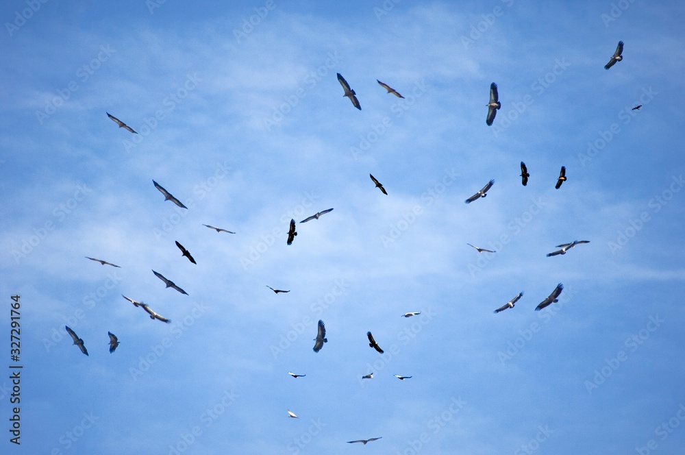 Fototapeta premium bird