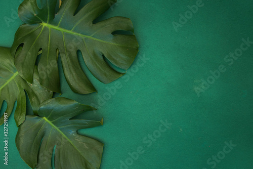 Tropical green leaves palm. Summer background