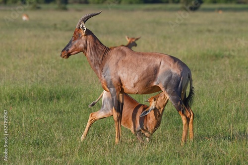 Topi-Antilope