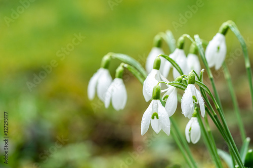 Schneeglöckchen mit Wassertropfen photo