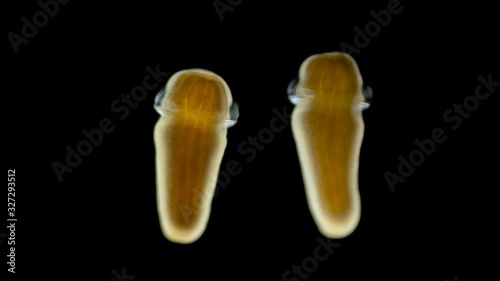Microscope larva of Zoanthina under the microscope, class Anthozoa, found in the Atlantic Ocean