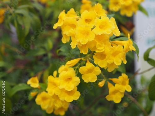 Yellow Elder, Magnoliophyta, Angiospermae of name Gold Yellow color trumpet flower, ellow elder, Trumpetbush, Tecoma stans blurred of background beautiful in nature Flowering into a bouquet of flowers photo